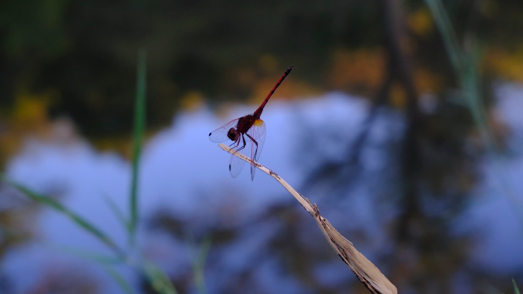 Red dragonfly on the river