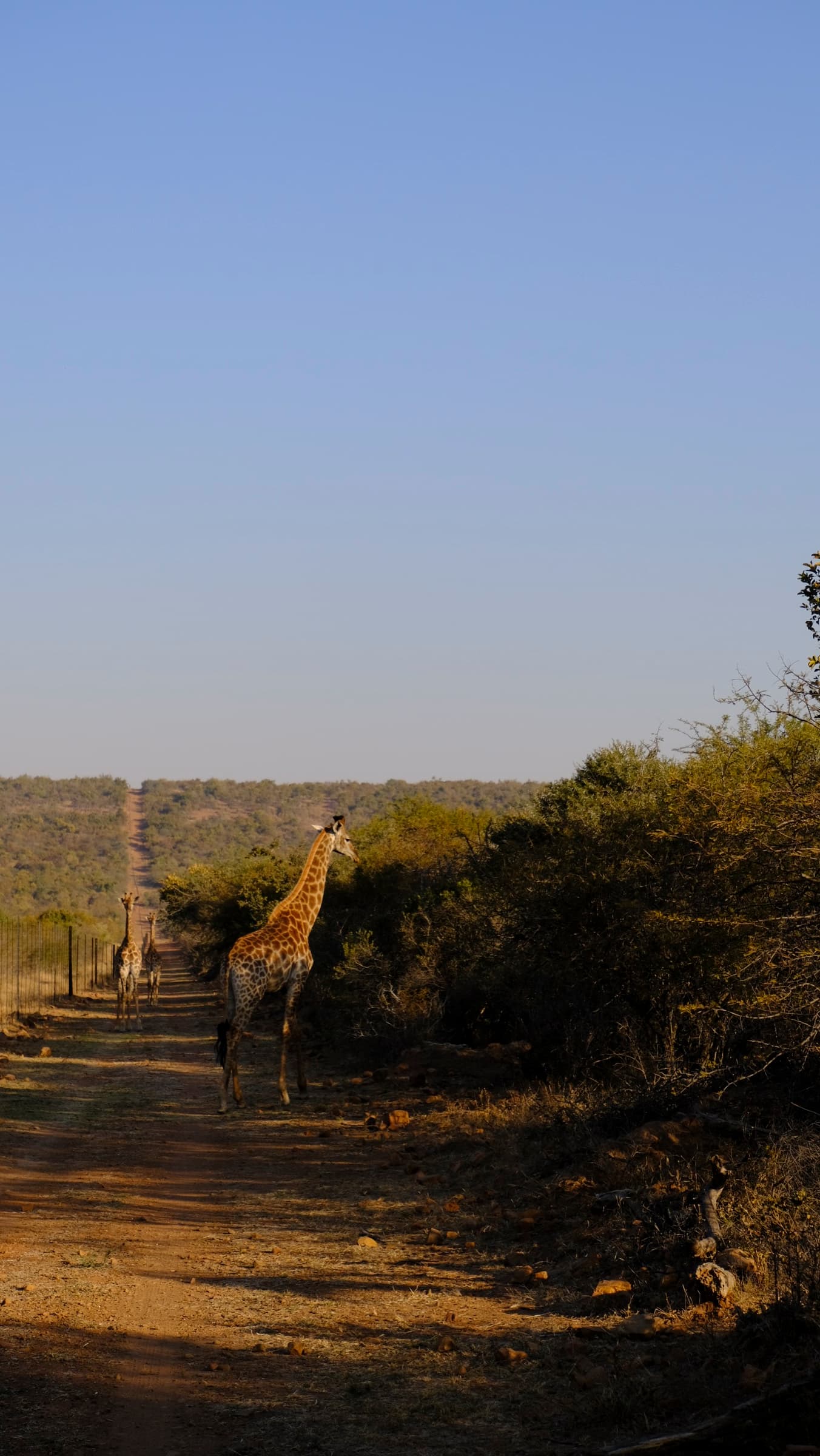 Giraffe on the game drive road