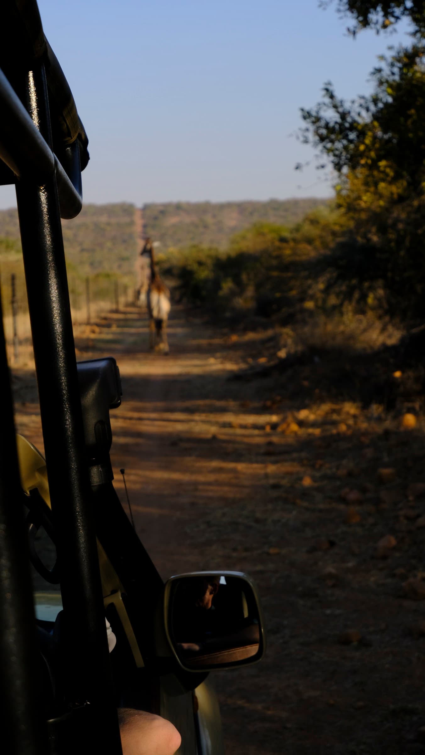 Giraffe spotted from the safari vehicle