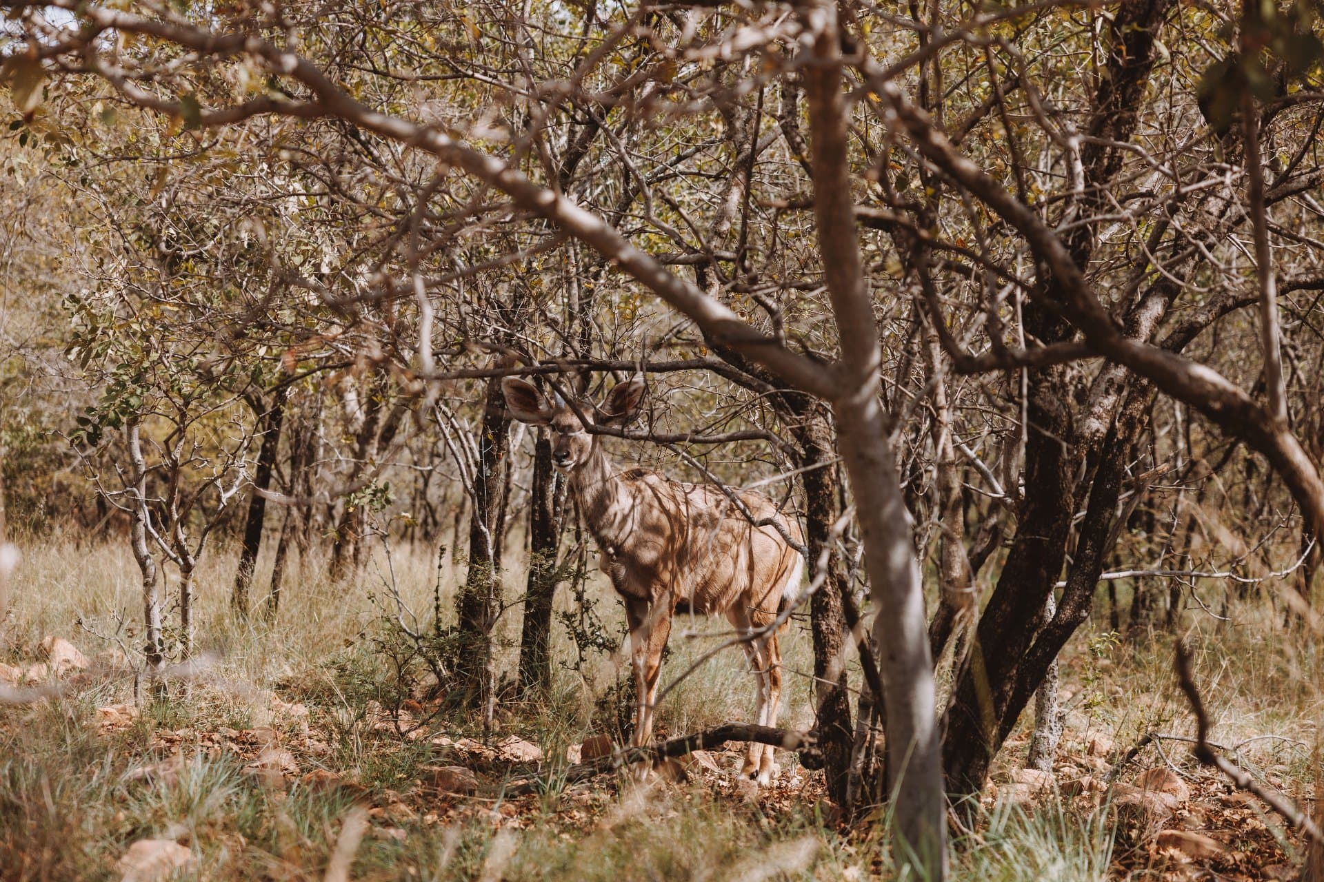 This is Mologa River Lodge