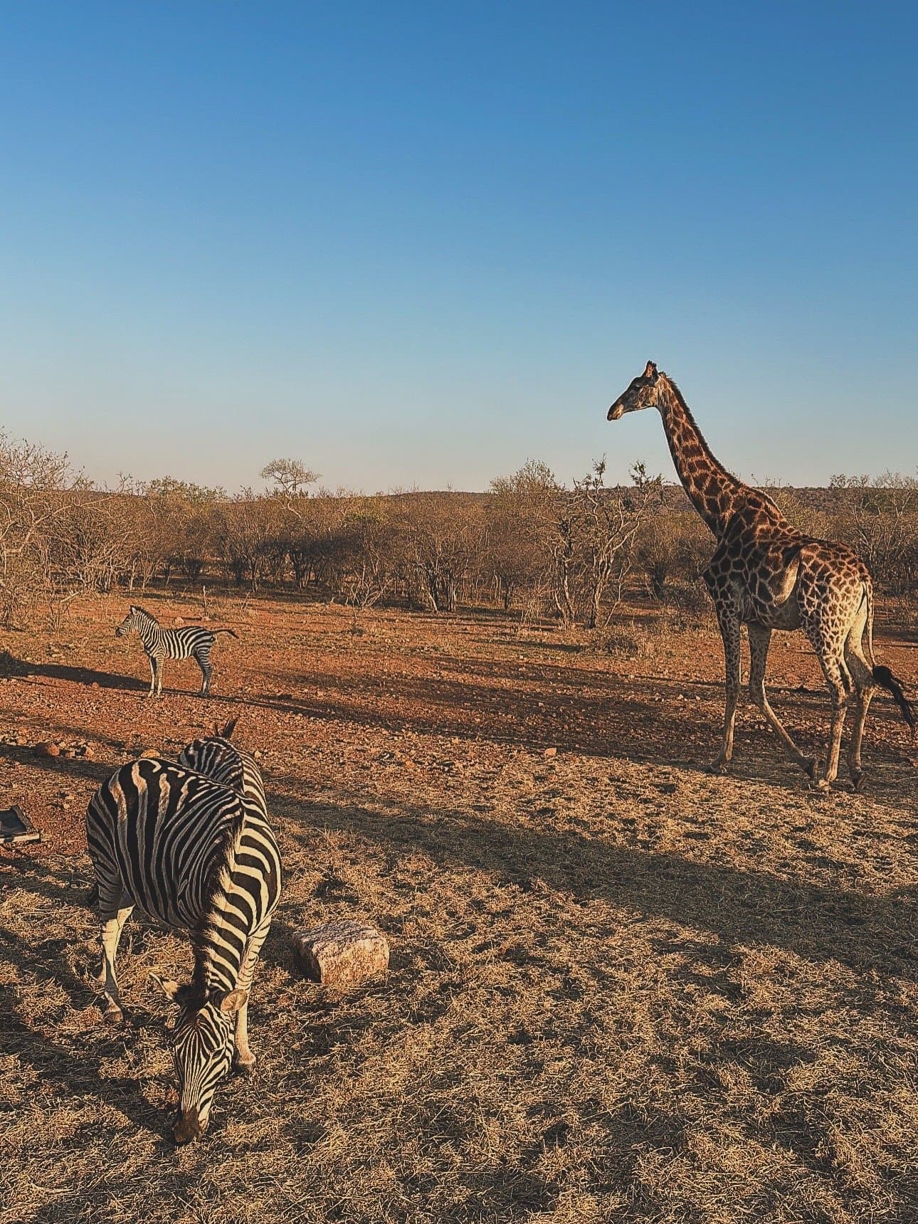 Wildlife at Mologa